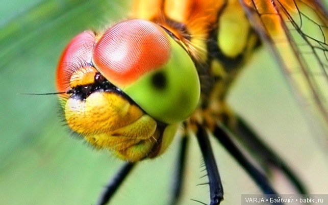 Глаза — Интересное и необычное: фотоподборки