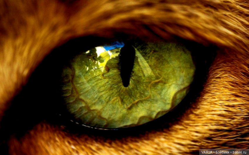 Глаза — Интересное и необычное: фотоподборки