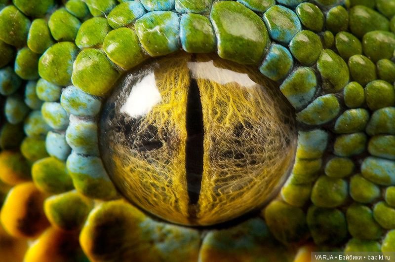 Глаза — Интересное и необычное: фотоподборки (фото 5)