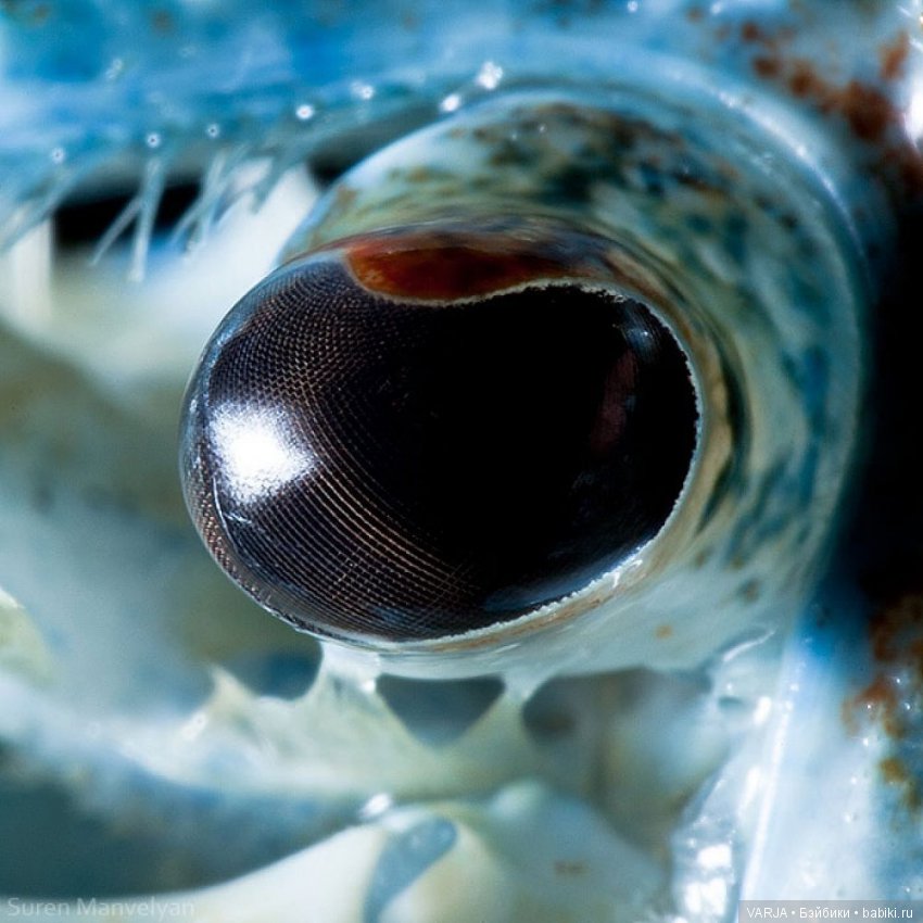 Глаза — Интересное и необычное: фотоподборки