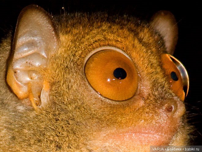 Глаза — Интересное и необычное: фотоподборки