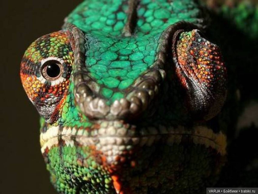 Глаза — Интересное и необычное: фотоподборки