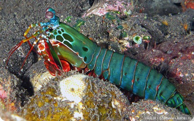 Глаза — Интересное и необычное: фотоподборки