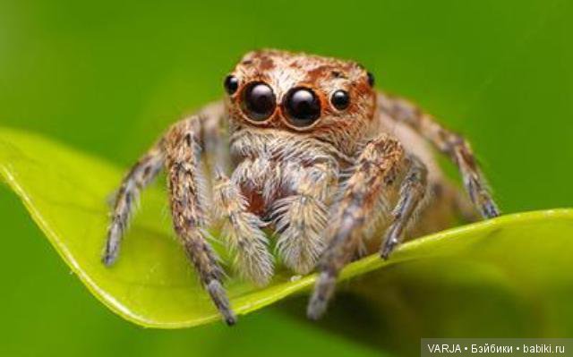 Глаза — Интересное и необычное: фотоподборки