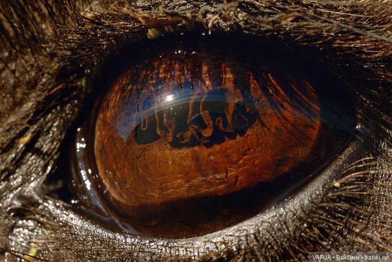 Глаза — Интересное и необычное: фотоподборки (фото 7)