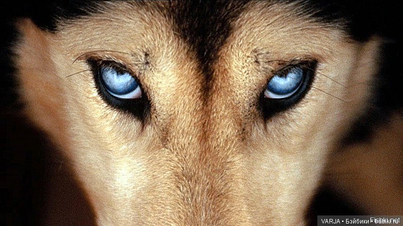 Глаза — Интересное и необычное: фотоподборки
