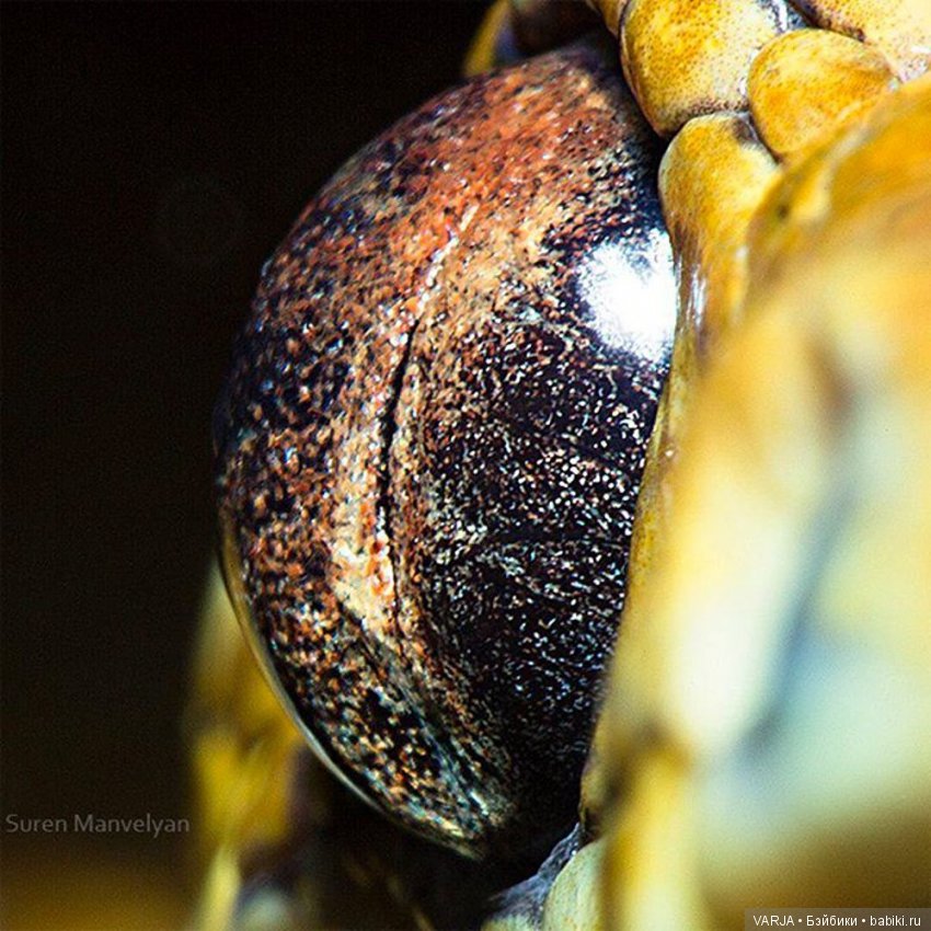 Глаза — Интересное и необычное: фотоподборки