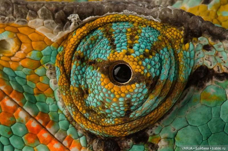 Глаза — Интересное и необычное: фотоподборки (фото 3)