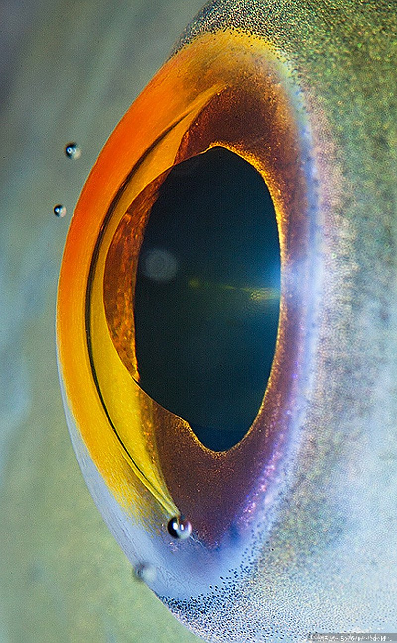 Глаза — Интересное и необычное: фотоподборки