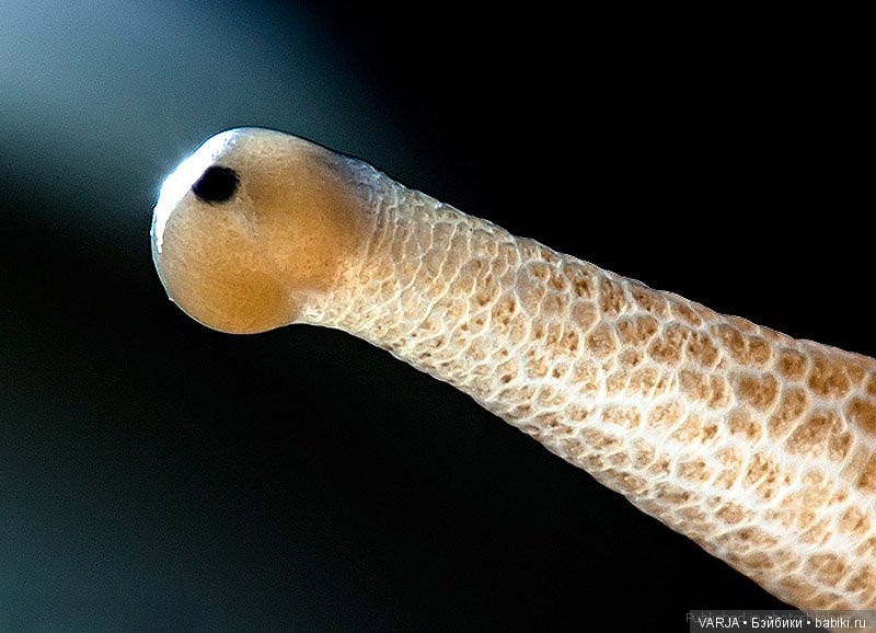 Глаза — Интересное и необычное: фотоподборки