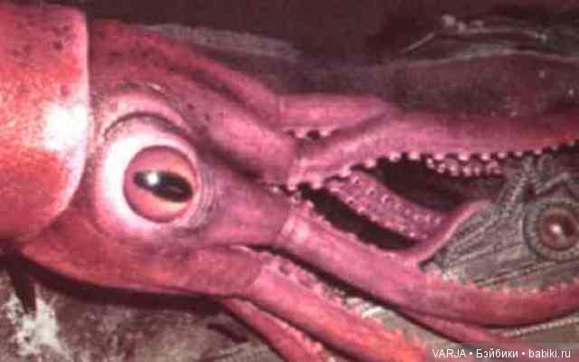 Глаза — Интересное и необычное: фотоподборки