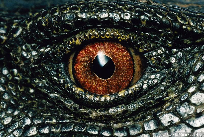 Глаза — Интересное и необычное: фотоподборки