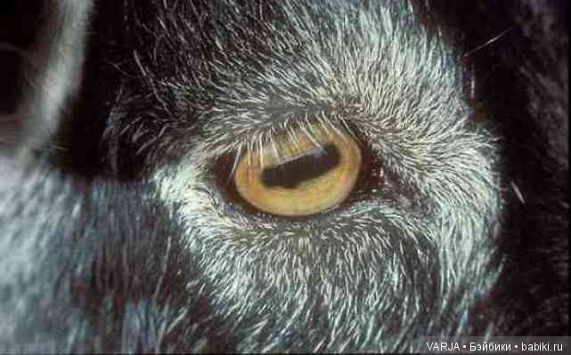 Глаза — Интересное и необычное: фотоподборки (фото 6)