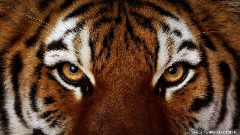 Глаза — Интересное и необычное: фотоподборки