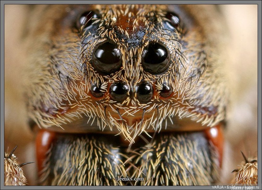 Глаза — Интересное и необычное: фотоподборки