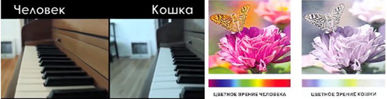 Глаза — Интересное и необычное: фотоподборки