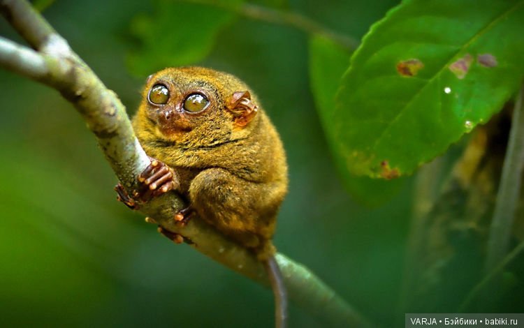 Глаза — Интересное и необычное: фотоподборки (фото 10)