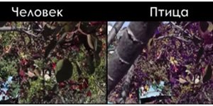 Глаза — Интересное и необычное: фотоподборки