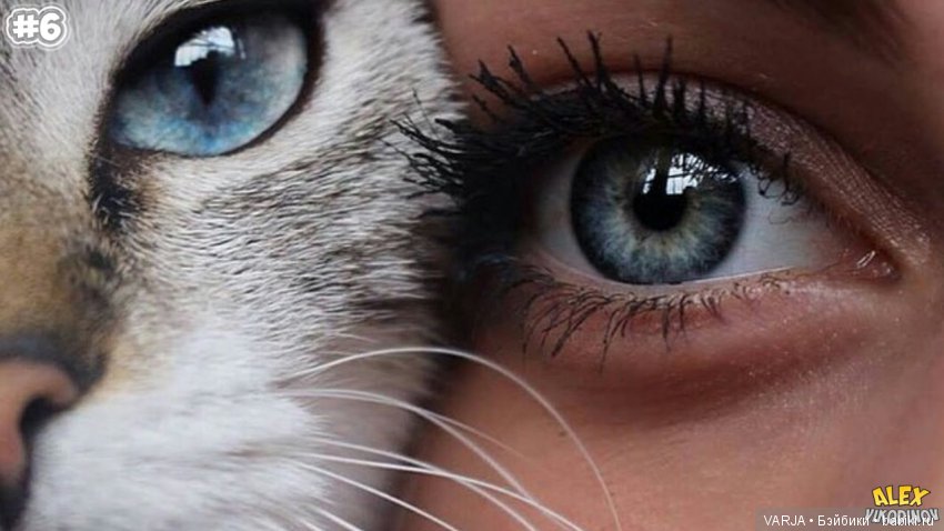 Глаза — Интересное и необычное: фотоподборки