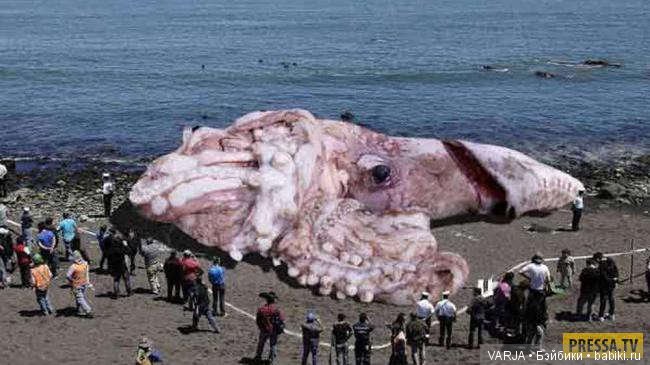 Глаза — Интересное и необычное: фотоподборки