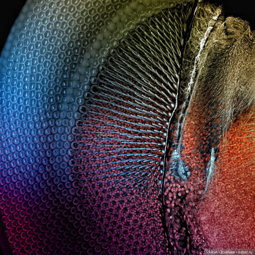 Глаза — Интересное и необычное: фотоподборки