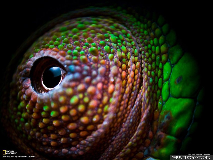 Глаза — Интересное и необычное: фотоподборки