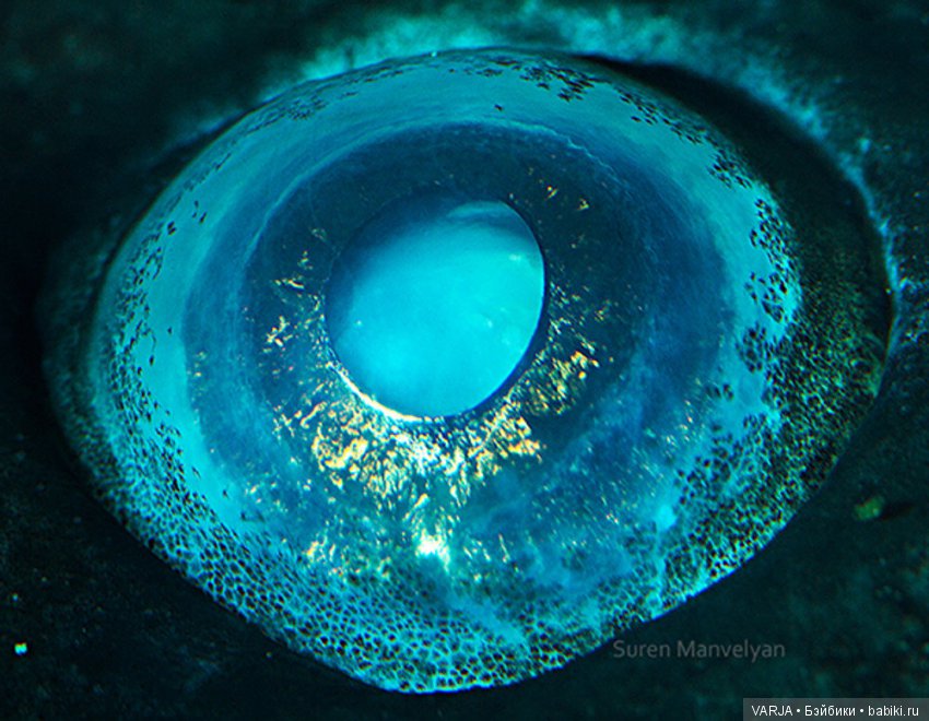 Глаза — Интересное и необычное: фотоподборки