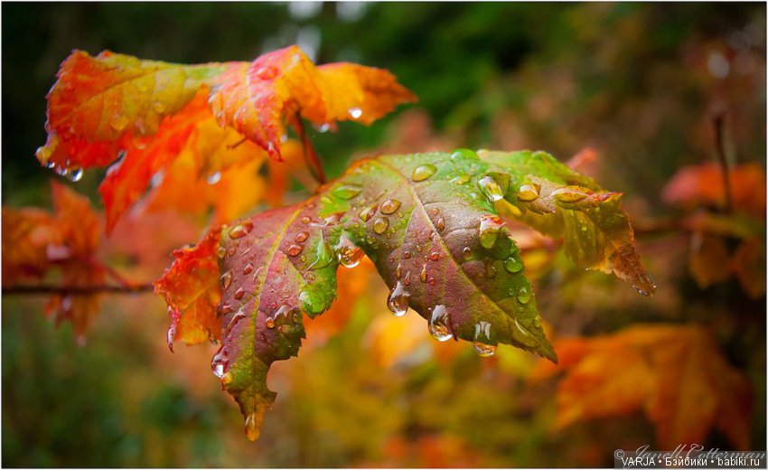 Волшебная встреча в желтом лесу