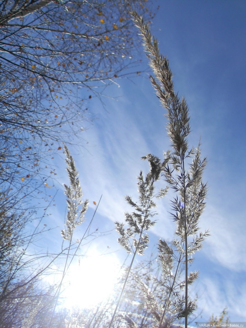 Волшебная встреча в желтом лесу