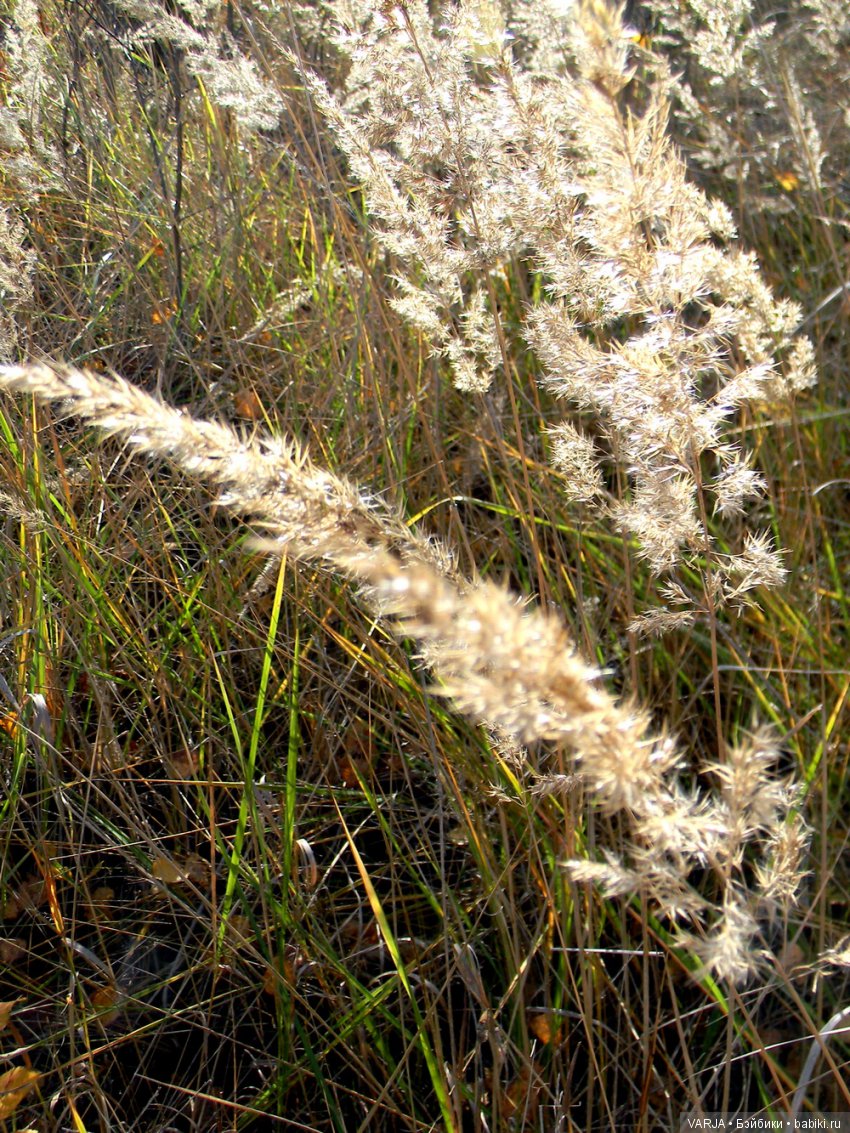 Волшебная встреча в желтом лесу