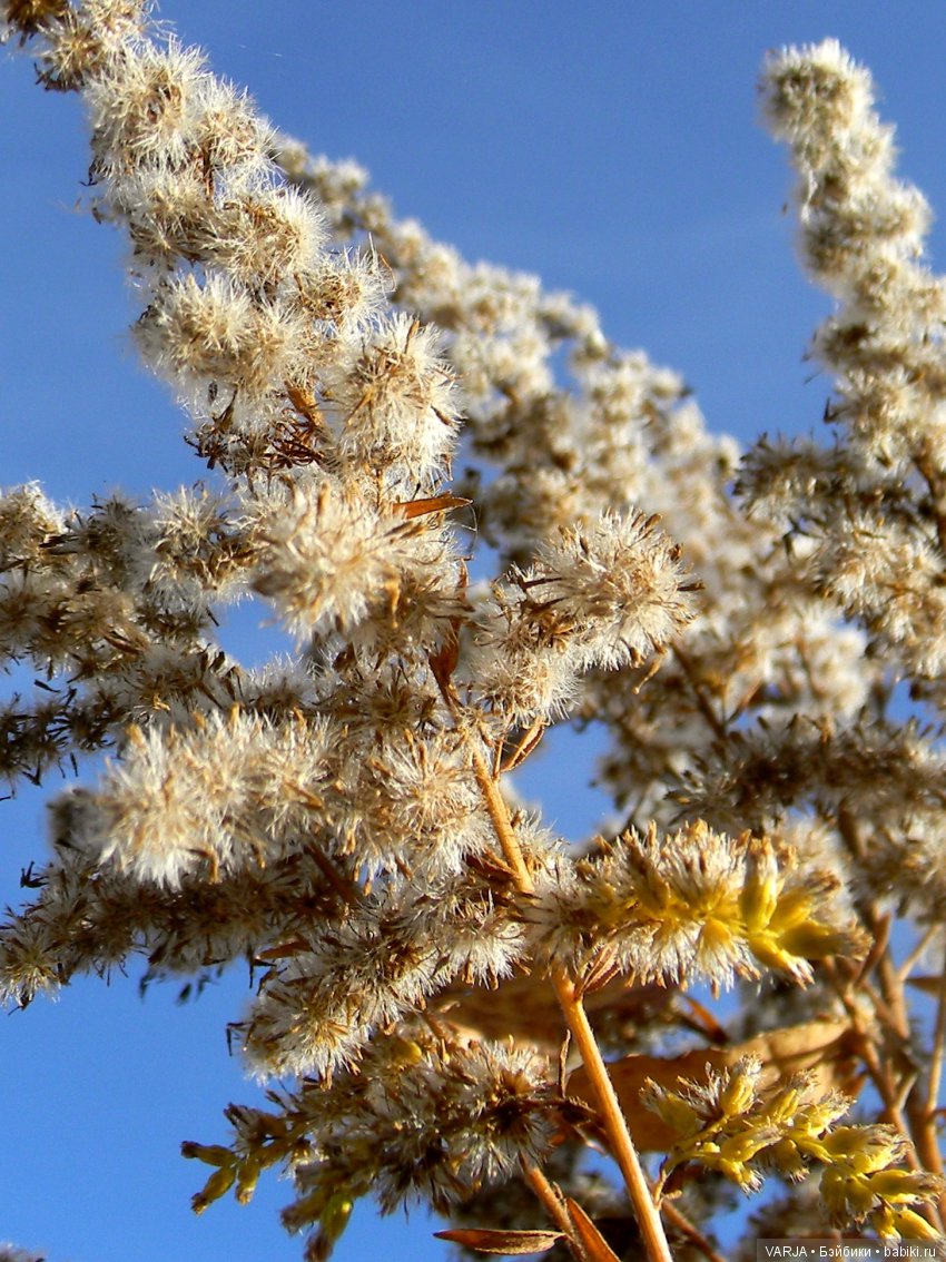 Волшебная встреча в желтом лесу
