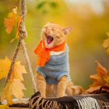 Муррр... меладная осень