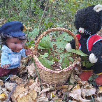 Осенняя прогулка