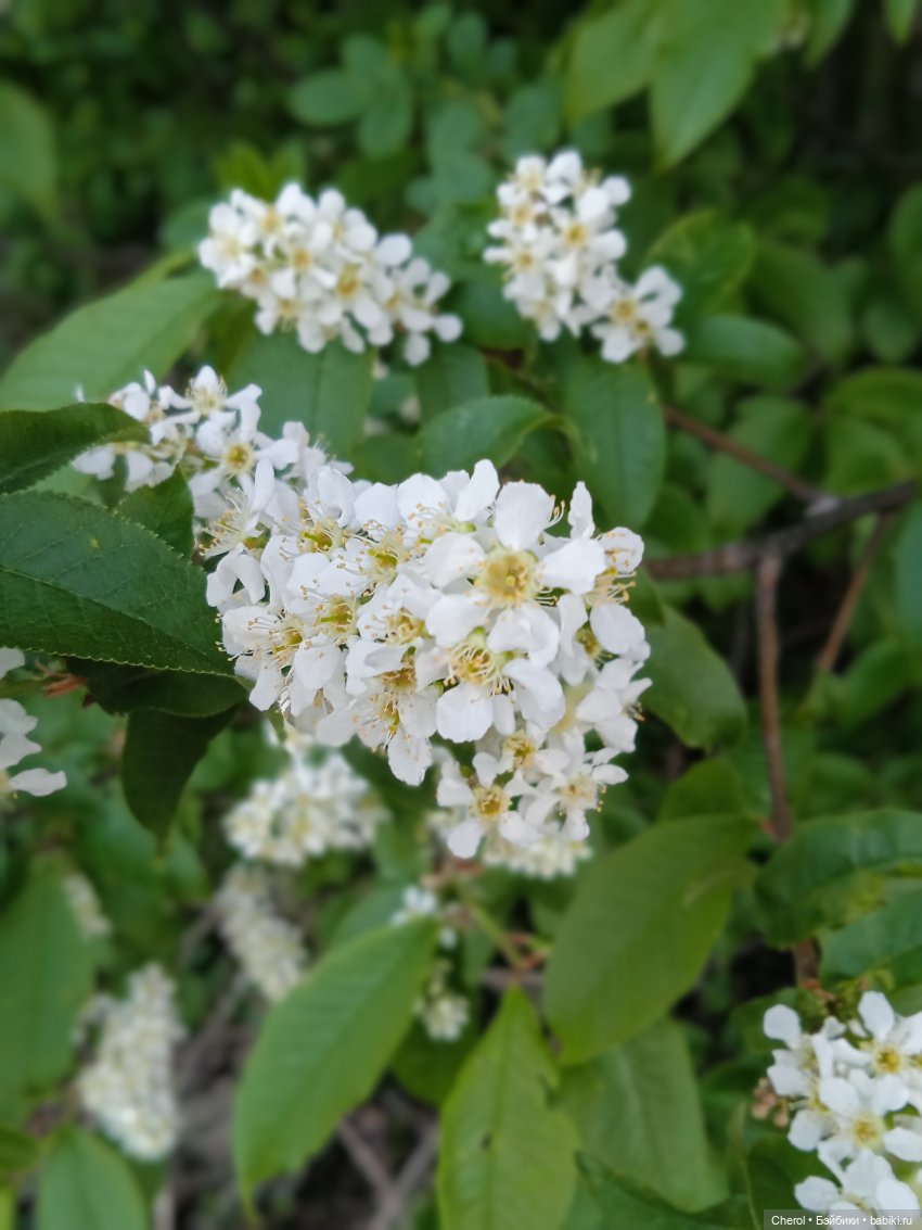 Обезьянки на прогулке🐒🌴 — Игрушки Hasbro (Хасбро): Littlest Pet Shop (LPS)