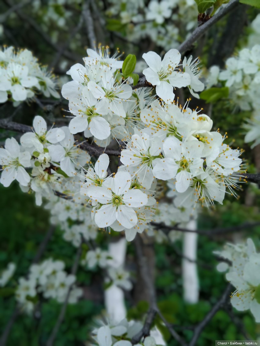 Обезьянки на прогулке🐒🌴 — Игрушки Hasbro (Хасбро): Littlest Pet Shop (LPS)