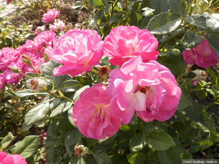 Букашки на прогулке🐝🐞 — Куклы Cabbage Patch Kids (Капустки): винтаж 80 (фото 7)