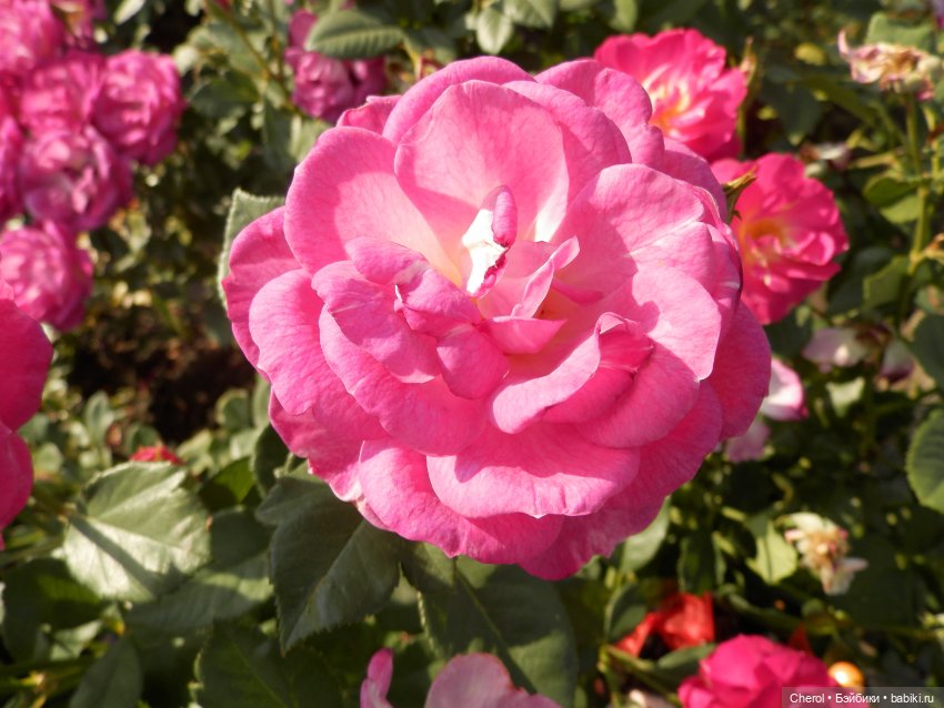 Букашки на прогулке🐝🐞 — Куклы Cabbage Patch Kids (Капустки): винтаж 80 (фото 6)