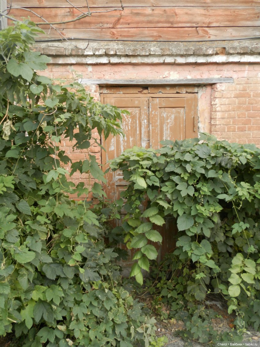 Кошка, которая гуляет сама по себе