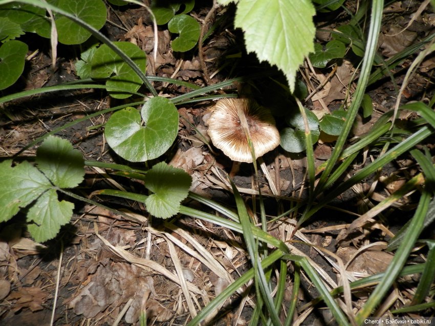 Ведьма — Игровые куклы разных производителей (Разное): редкие бренды (фото 2)