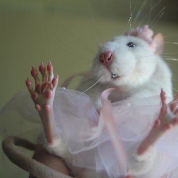 крЫсота в розовой пачке