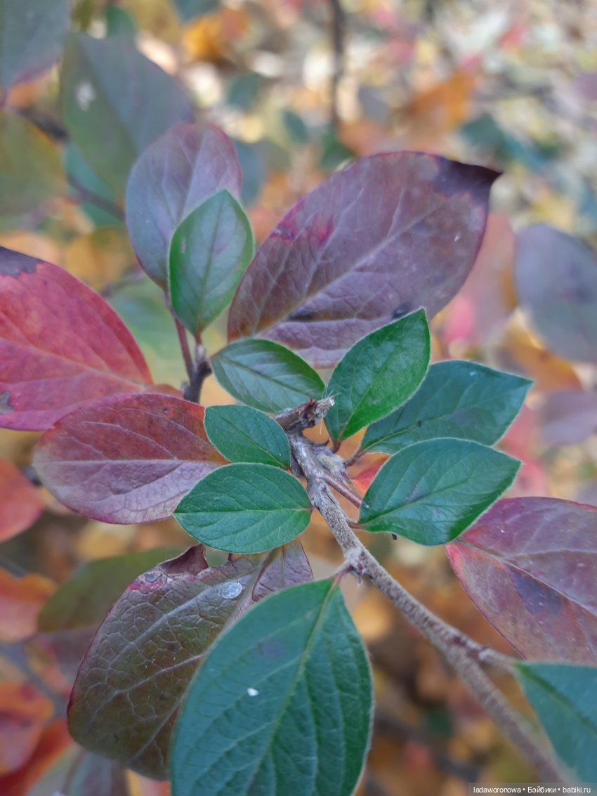 Золото осени 🍂🍁 — Куклы Qbaby (Кьюбейби) Rodgerdoll: для тела Ob11 (фото 2)