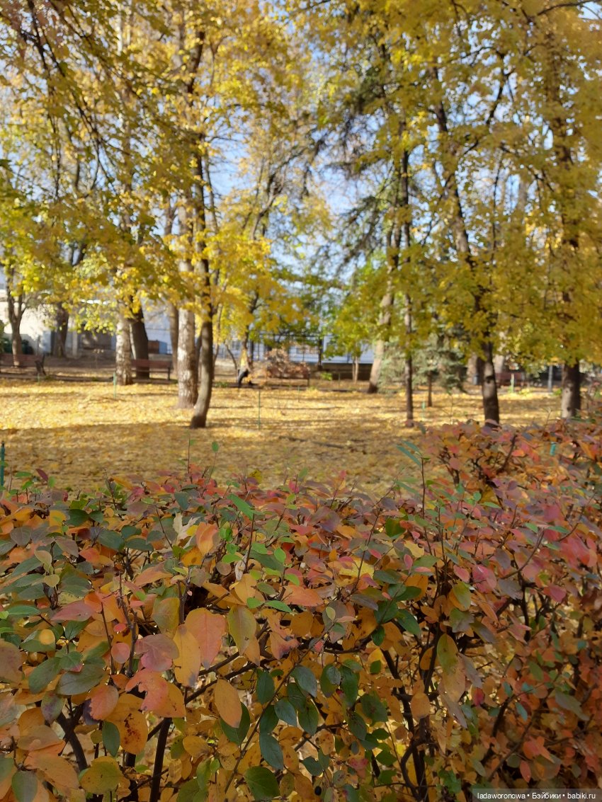 Золото осени 🍂🍁 — Куклы Qbaby (Кьюбейби) Rodgerdoll: для тела Ob11