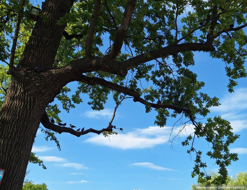 Мишель,Кот и немного Саратова