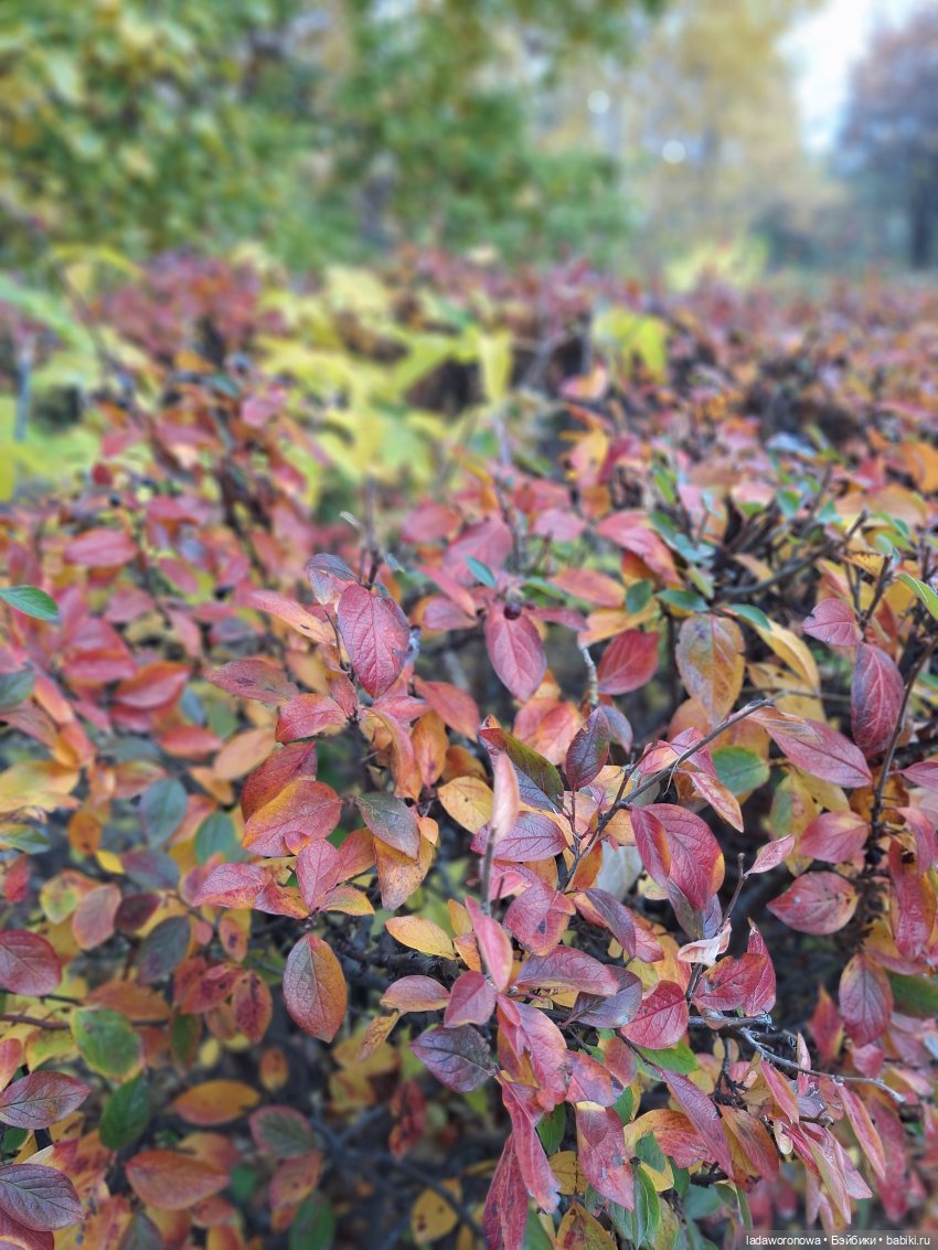 Осенние зарисовки 🍁 — Авторские куклы BJD (БЖД) у нас дома: фото (фото 3)