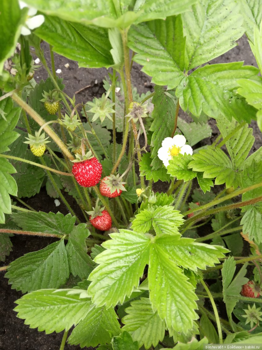 Вот оно, какое,наше лето — Куклы Nikki Britt (Никки Бритт): авторские BJD (БЖД) (фото 2)