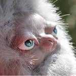 Пффф, игрушка своими руками