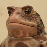 Жабы. игрушки ручной работы