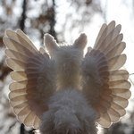 Летающая Лама - Единорог