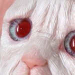 Перхоть — старая белая мышь