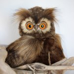 Сова Варя. Игрушки ручной работы